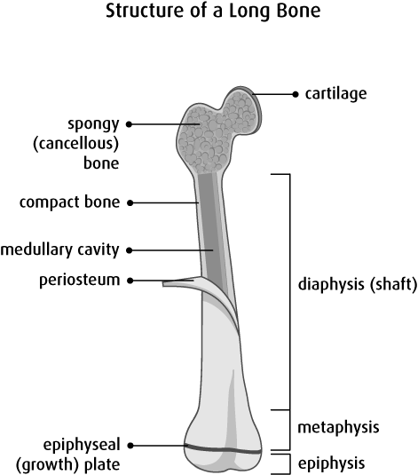 Diagram of a long bone