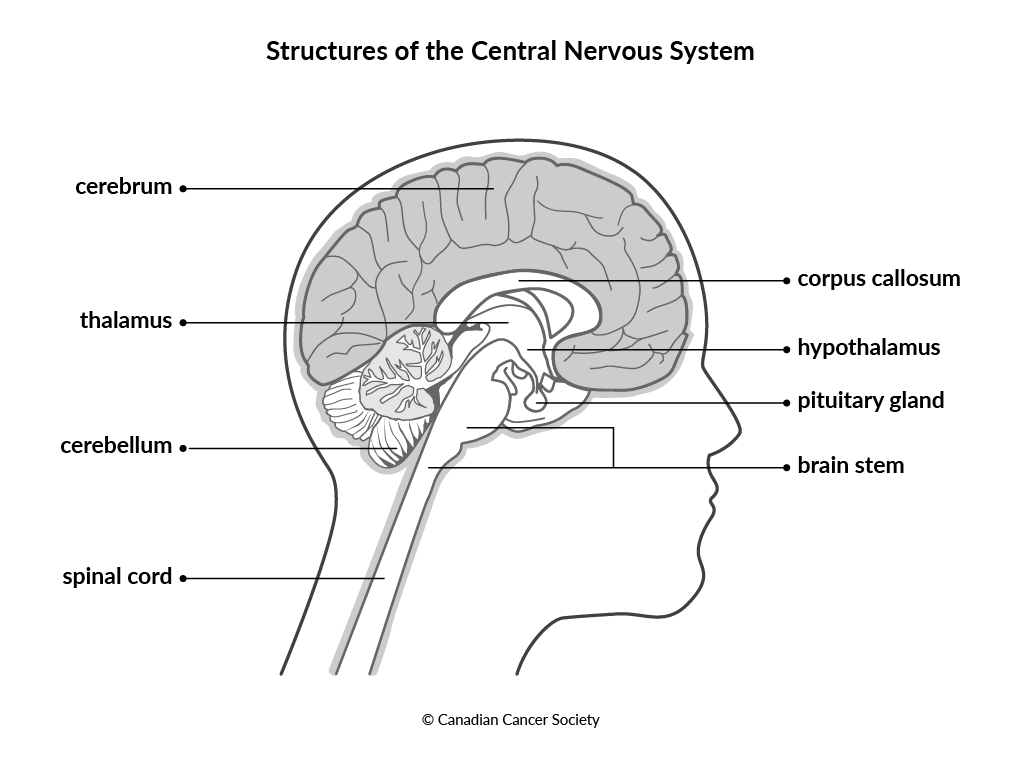 Diagram of the structures of the central nervous system