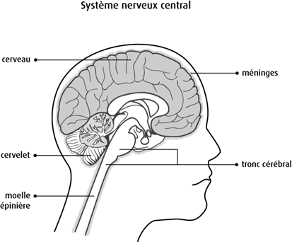 Schéma du système nerveux central