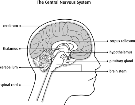 Diagram of the central nervous system