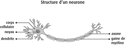 Schéma de la structure d'un neurone