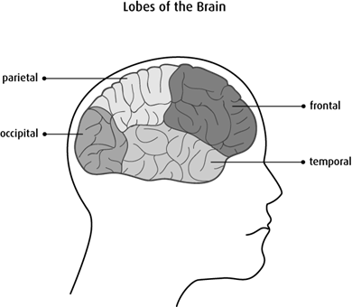 Diagram of the lobes of the brain