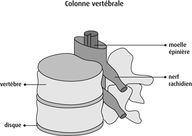 Schéma de la colonne vertébrale