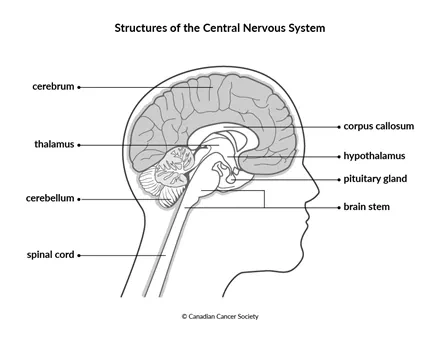 Diagram of the structures of the central nervous system
