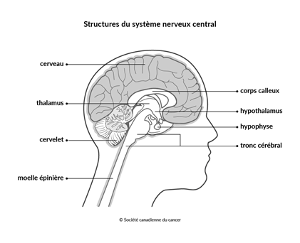 Schéma des structures du système nerveux central