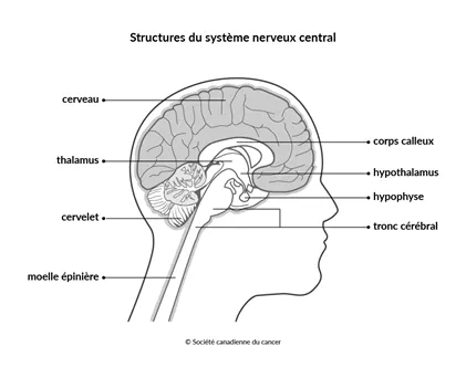 Schéma des structures du système nerveux central