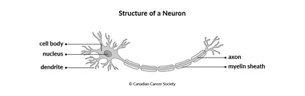 Diagram of the structure of a neuron