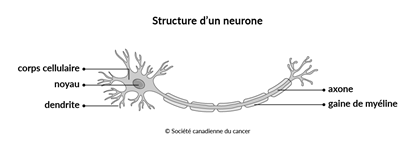 Schéma de la structure d’un neurone