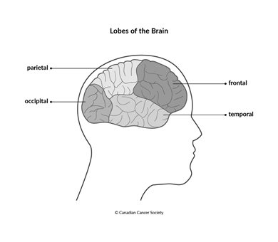 Diagram of the lobes of the brain