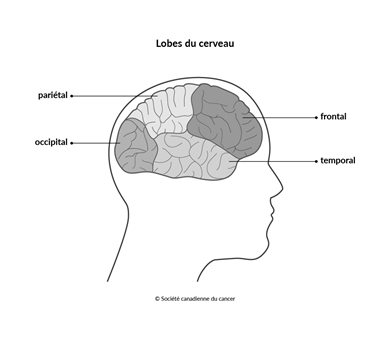 Schéma des lobes du cerveau
