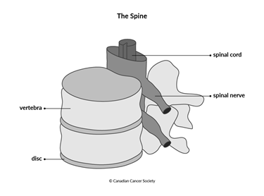 Diagram of the spine