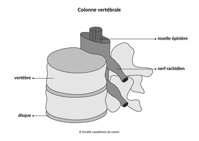 Schéma de la colonne vertébrale