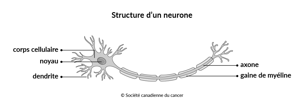 Schéma de la structure d’un neurone  
