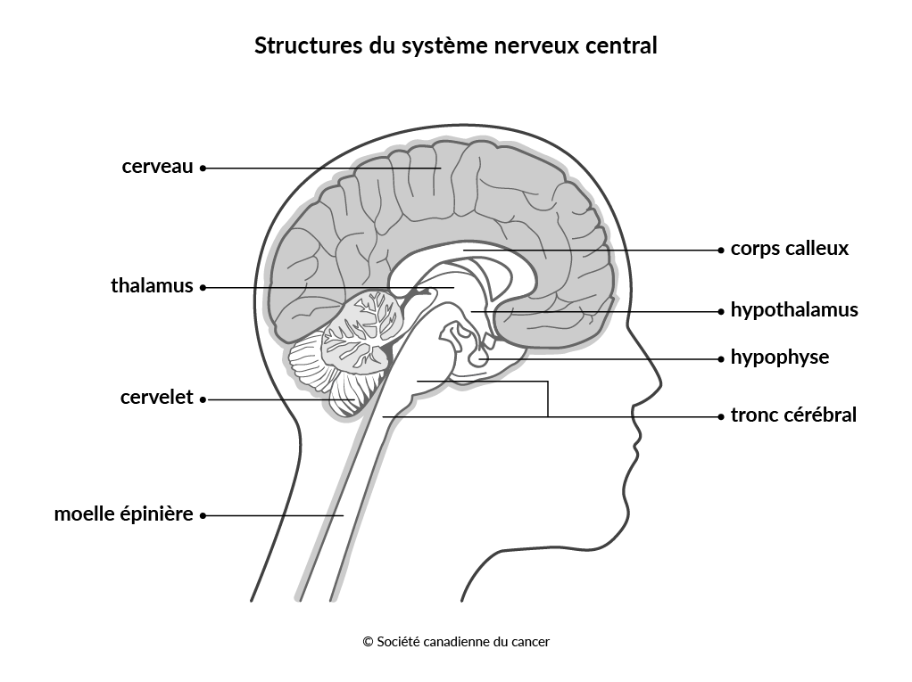 Schéma des structures du système nerveux central