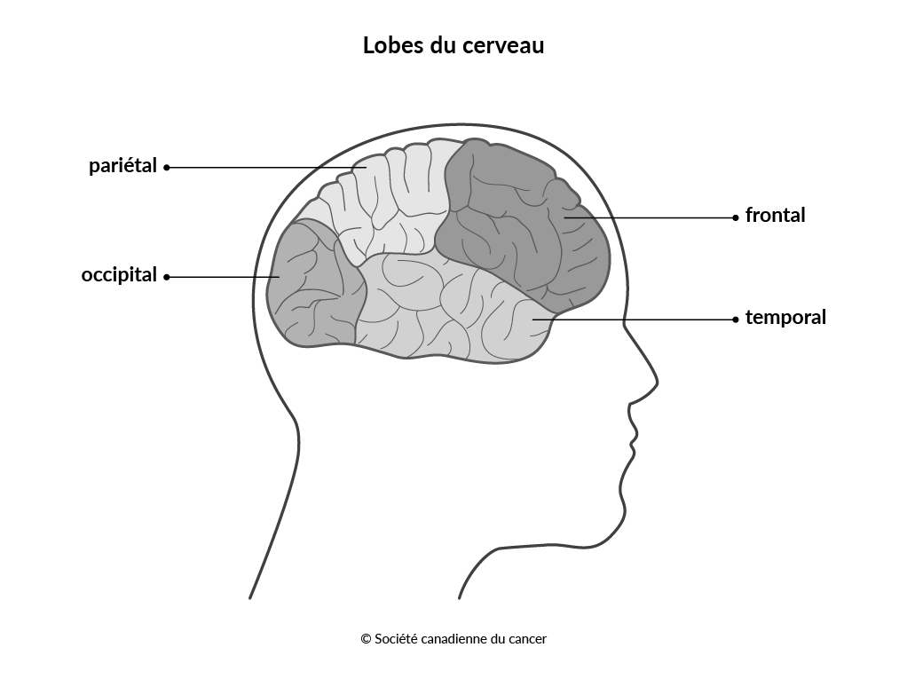 Schéma des lobes du cerveau