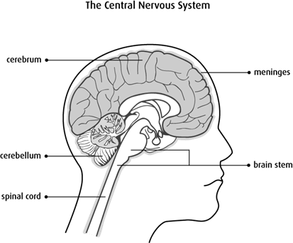 Diagram of the central nervous system