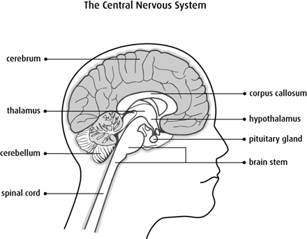 Human Brain - Structure, Parts, Location, Working, Functions, and FAQs