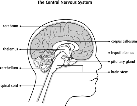 Diagram of the central nervous system