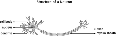 Diagram of the structure of a neuron