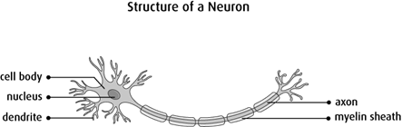 Diagram of the structure of a neuron