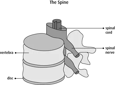 Graphic of the spine