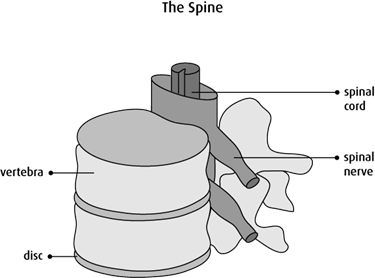 Graphic of the spine