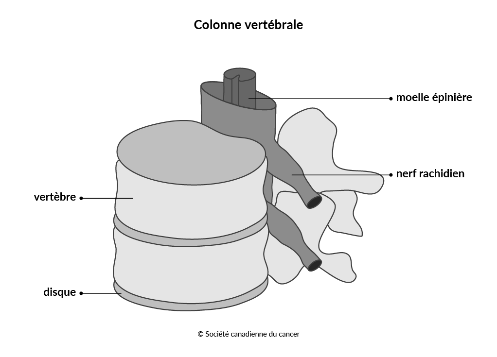 Schéma de la structure de la colonne vertébrale