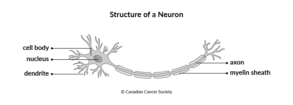 Diagram of the structure of a neuron