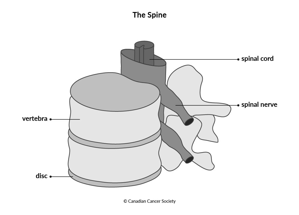 Diagram of the structure of the spine