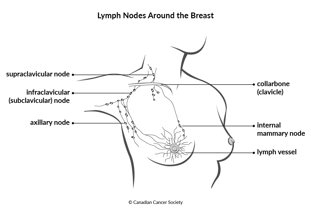 Diagram of lymph nodes around the breast