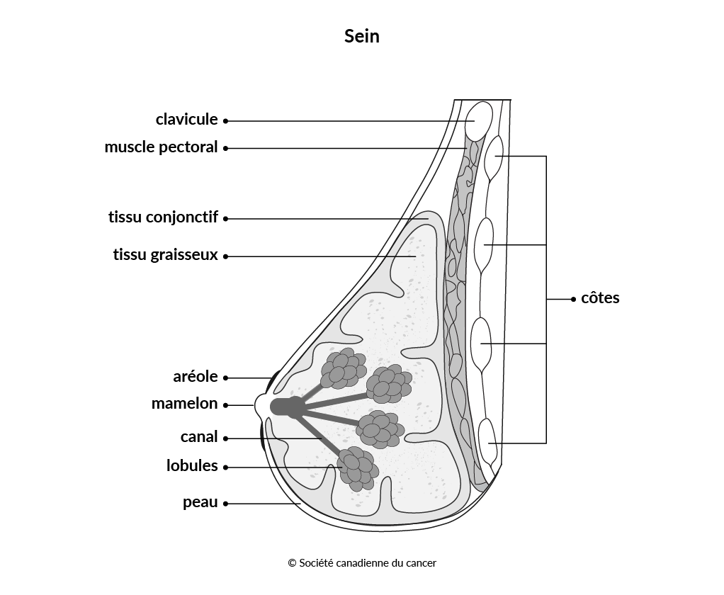 Schéma du sein vu de profil