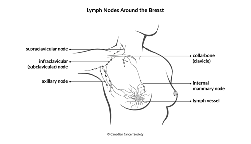 Diagram of lymph nodes around the breast