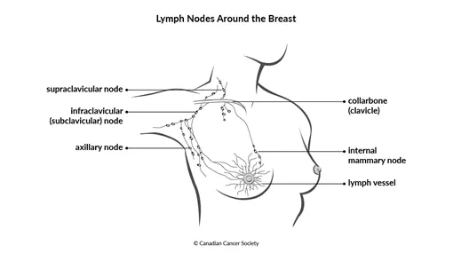 Diagram of lymph nodes around the breast