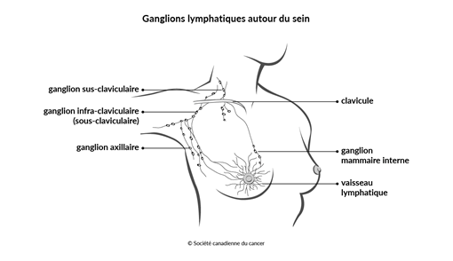 Schéma des ganglions lymphatiques entourant le sein