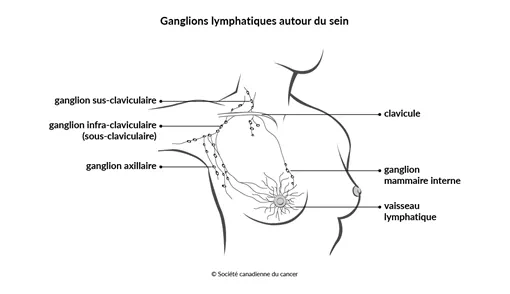 Schéma des ganglions lymphatiques entourant le sein