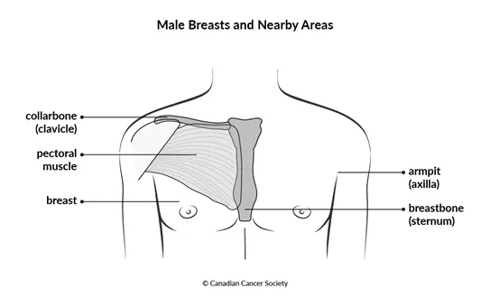 Diagram of male breasts and nearby areas