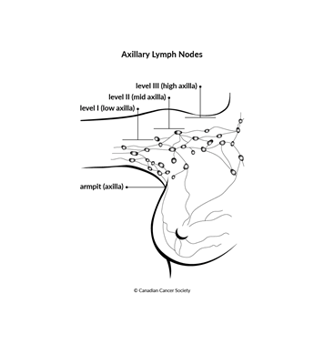 Diagram of axillary lymph nodes