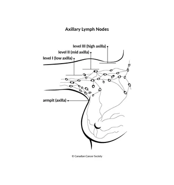 Diagram of axillary lymph nodes