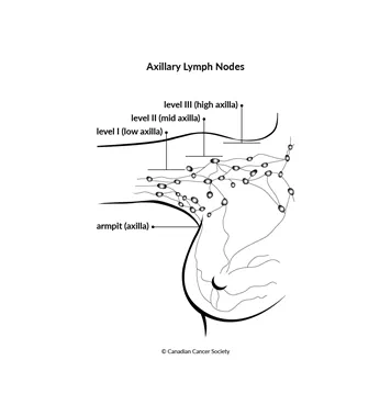 Diagram of axillary lymph nodes