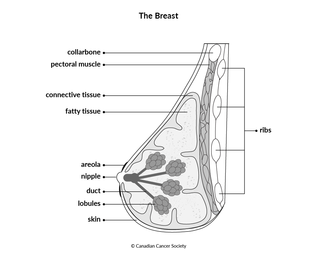 Diagram of the breast as seen from the side