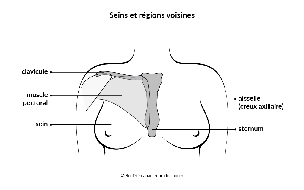Schéma des seins et des régions voisines