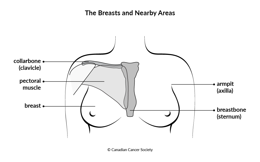 Diagram of the breasts and nearby areas