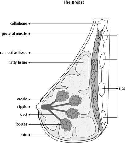 Schematic view of the human female breast and different types of