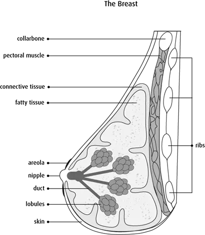 Diagram of side view cross-section of the breast