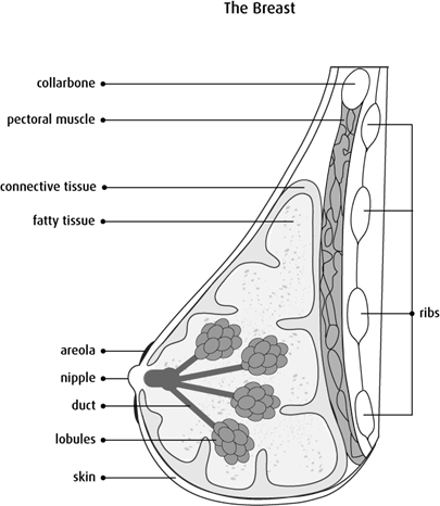 Diagram of side view cross-section of the breast