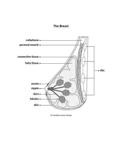Diagram of the breast as seen from the side