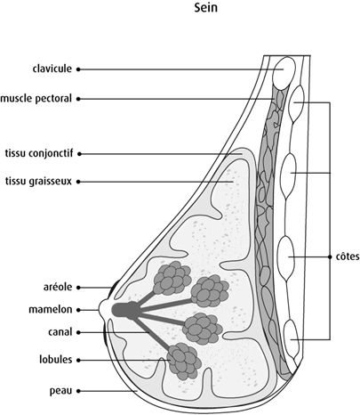 Schéma d'une vue latérale du sein