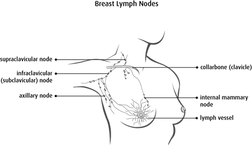 Diagram of breast lymph nodes