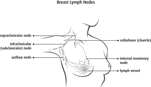 Diagram of breast lymph nodes