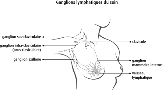 Schéma des ganglions lymphatiques du sein